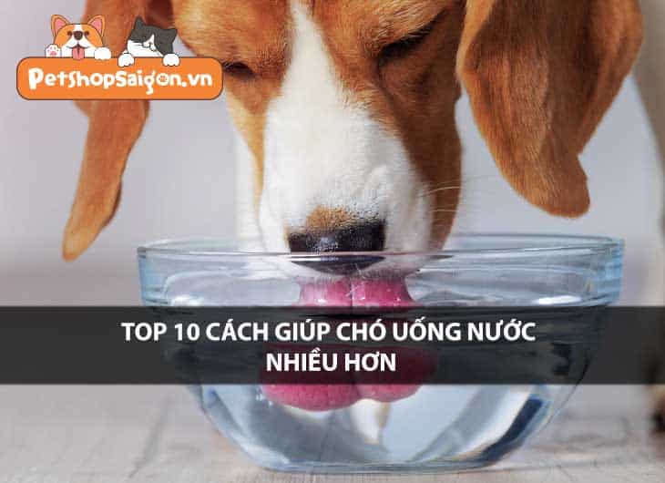 Top 10 cách giúp chó uống nước nhiều hơn