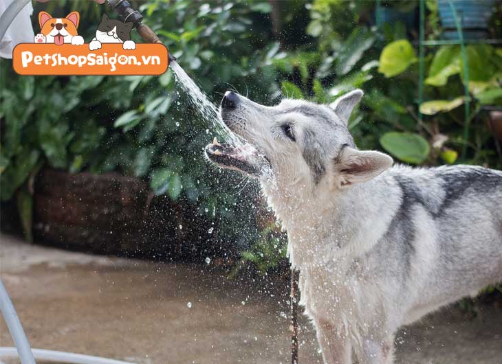 Top 10 cách giúp chó uống nước nhiều hơn