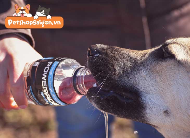Top 10 cách giúp chó uống nước nhiều hơn
