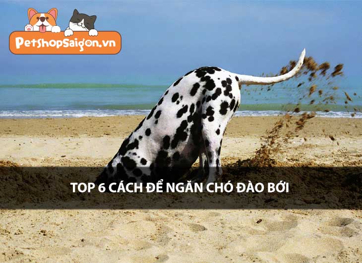 Top 6 cách để ngăn chó đào bới