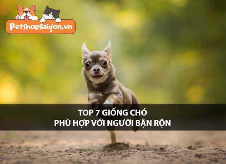 Top 7 giống chó phù hợp với người bận rộn