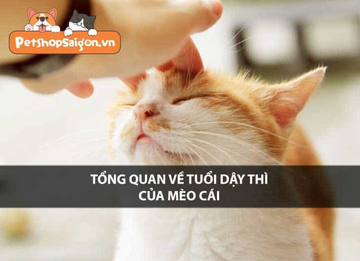 Tổng quan về tuổi dậy thì của mèo cái