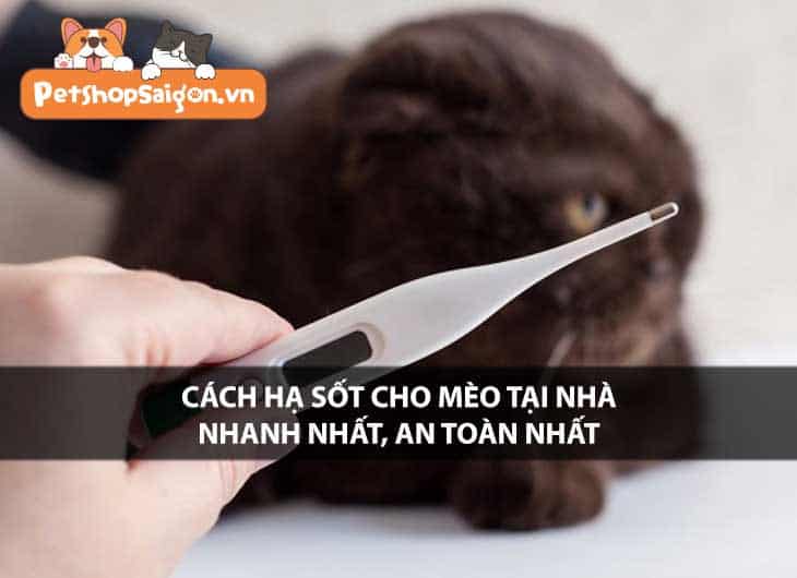 Cách hạ sốt cho mèo tại nhà nhanh nhất an toàn nhất