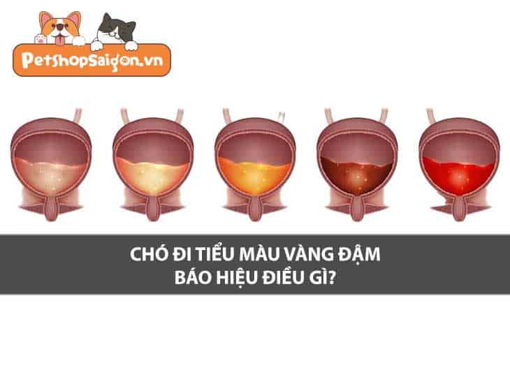 Chó đi tiểu màu vàng đậm báo hiệu bệnh gì?