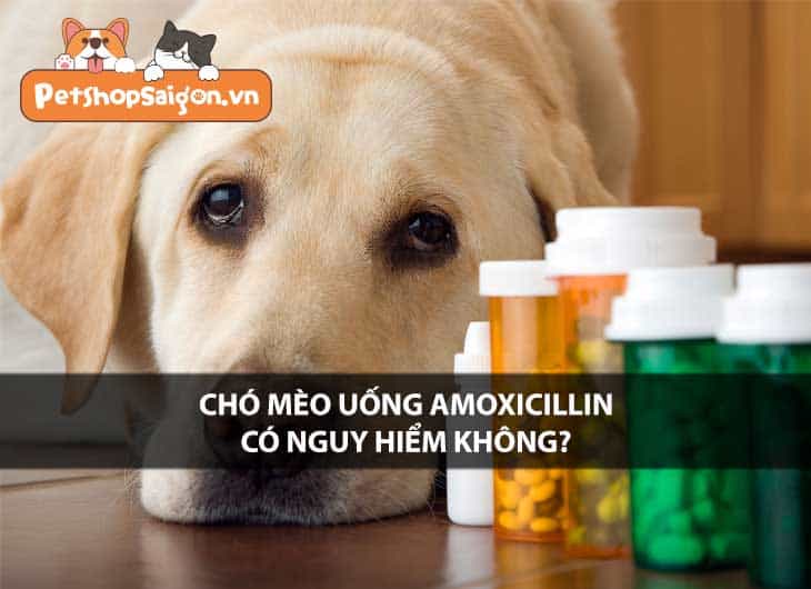 Chó mèo uống Amoxicillin có nguy hiểm không?