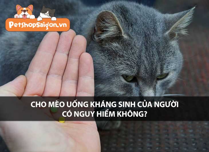 Chó mèo uống kháng sinh của người có nguy hiểm không?