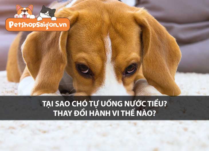 Tại sao chó tự uống nước tiểu của mình? Thay đổi hành vi thế nào?