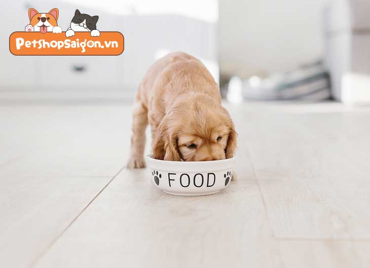 Khi nào thì bạn nên cho chó con ăn thức ăn của chó trưởng thành?