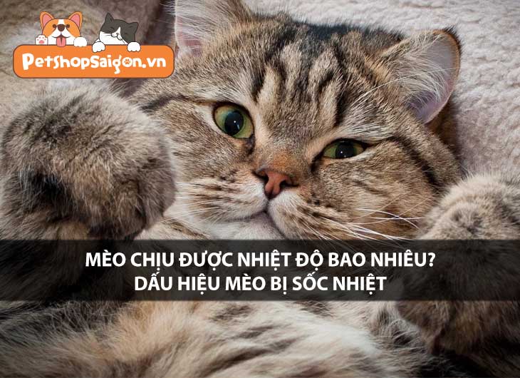 Mèo chịu được nhiệt độ bao nhiêu? Dấu hiệu mèo bị sốc nhiệt