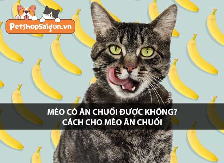 Mèo có ăn chuối được không? Cách cho mèo ăn chuối