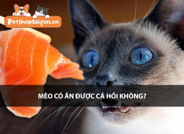 Mèo có ăn được cá hồi không?