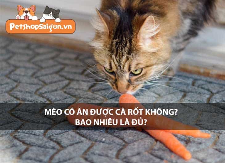 Mèo có ăn được cà rốt không? Bao nhiêu là đủ?