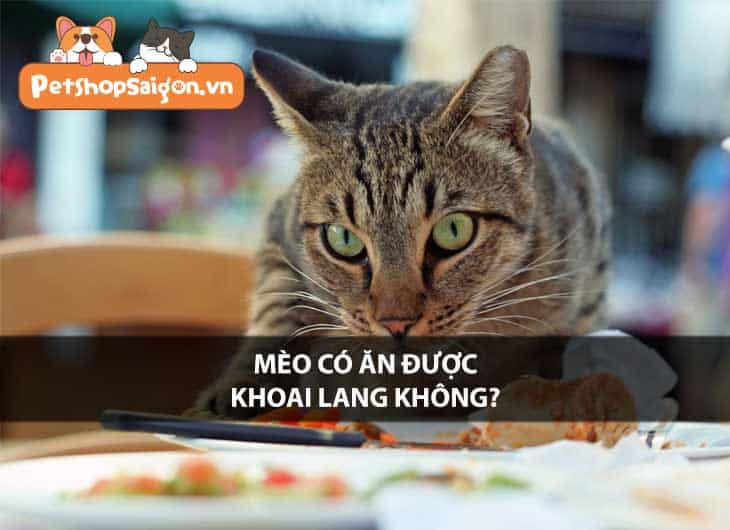 Mèo có ăn được khoai lang không?