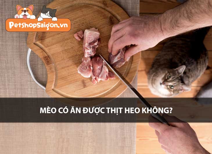 Mèo có ăn được thịt heo không?