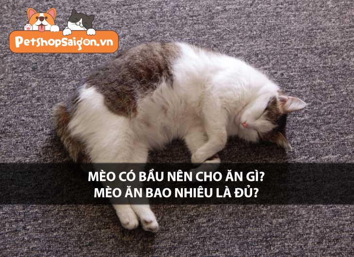 Mèo có bầu nên cho ăn gì? Mèo ăn bao nhiêu là đủ?