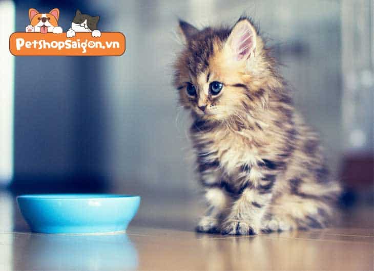Mèo con bao nhiêu ngày biết ăn? Cai sữa cho mèo khi nào? -  - Website chuyên thông tin dành cho thú cưng, vật nuôi
