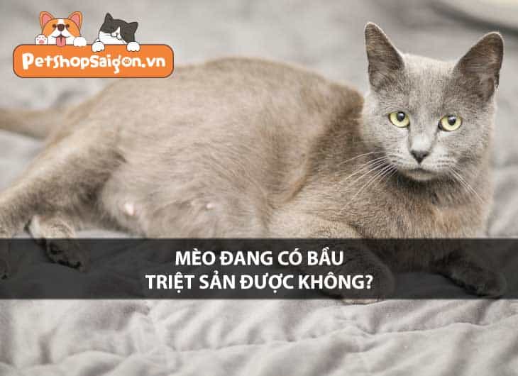 Mèo đang có bầu có triệt sản được không?