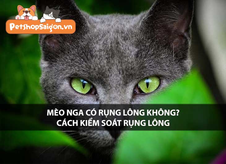 Mèo Nga có rụng lông không? Cách kiểm soát lông rụng