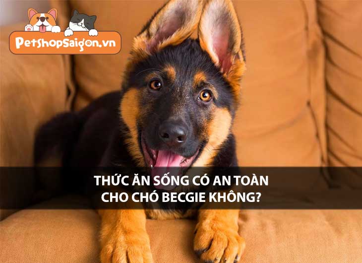 Thức ăn sống có an toàn cho chó Becgie không?