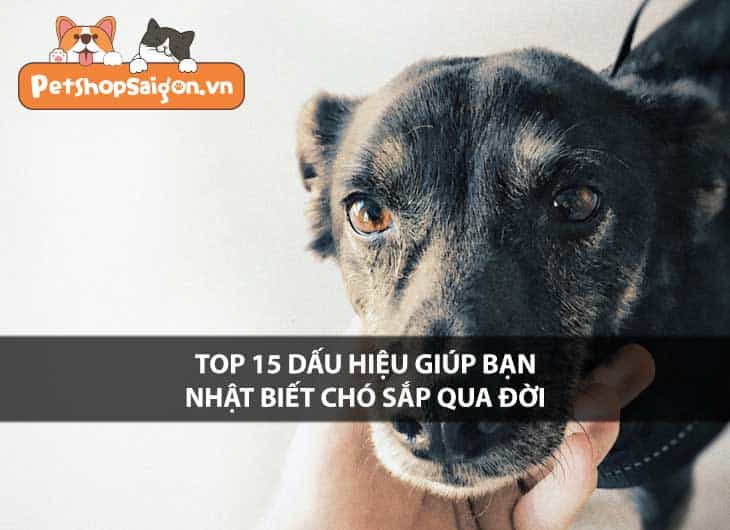 Top 15 dấu hiệu giúp bạn nhận biết chó sắp qua đời