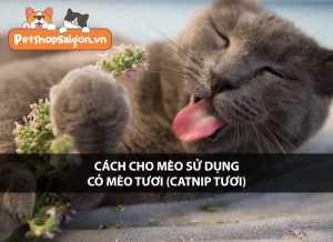 Cách cho mèo sử dụng cỏ mèo tươi (catnip tươi)