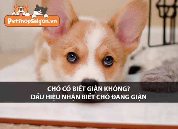 Chó có biết giận không? Dấu hiệu nhận biết chó đang giận