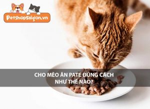 Cho mèo ăn pate đúng cách như thế nào?