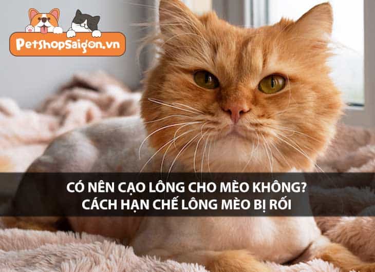 Có nên cạo lông cho mèo không? Cách hạn chế lông mèo bị rối