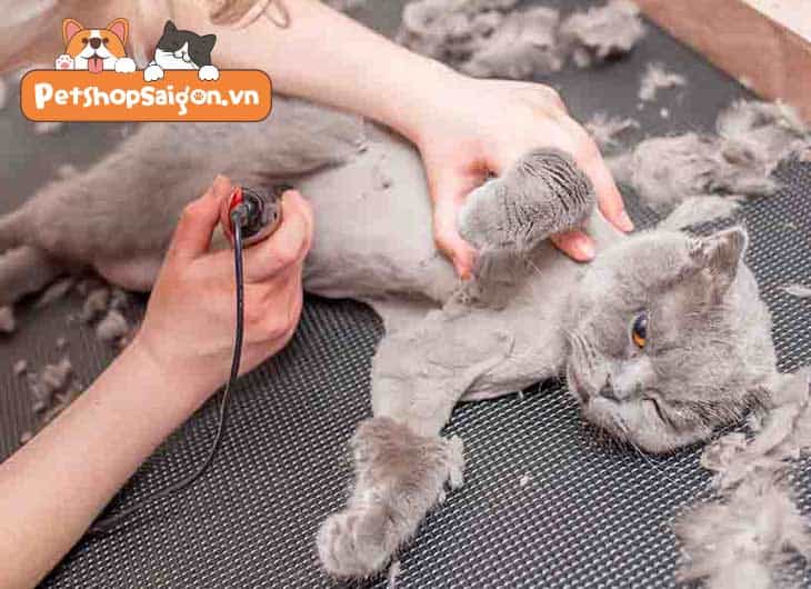 Có nên cạo lông cho mèo không