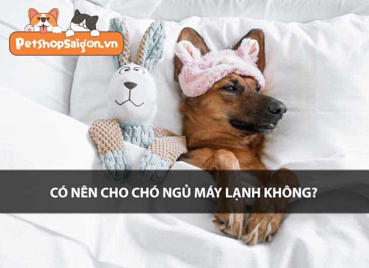 Có nên cho chó ngủ máy lạnh không?