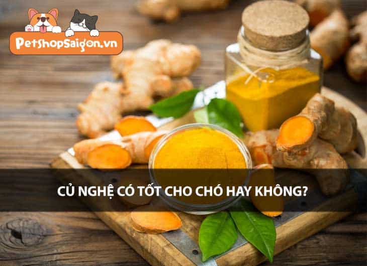 Củ nghệ có tốt cho chó hay không?