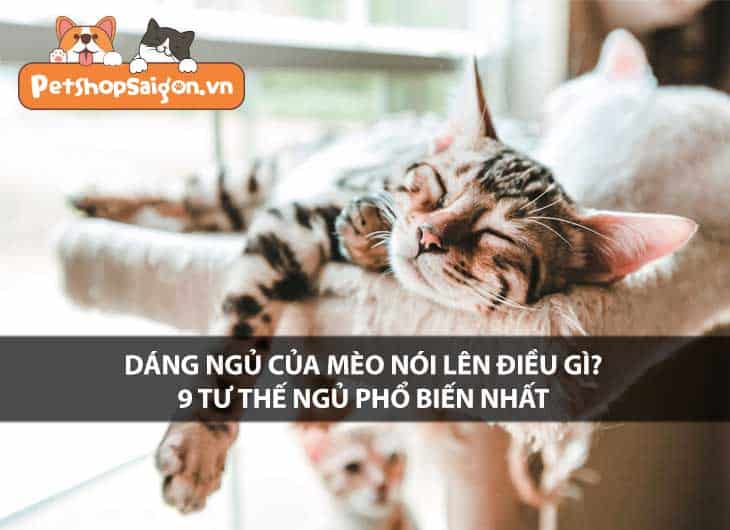 Dáng ngủ của mèo nói lên điều gì? 9 tư thế ngủ phổ biến nhất