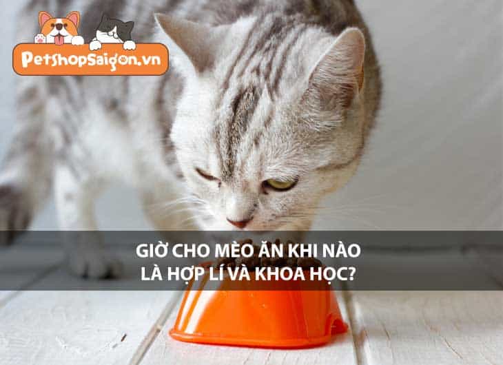 Giờ cho mèo ăn khi nào là hợp lý và khoa học?