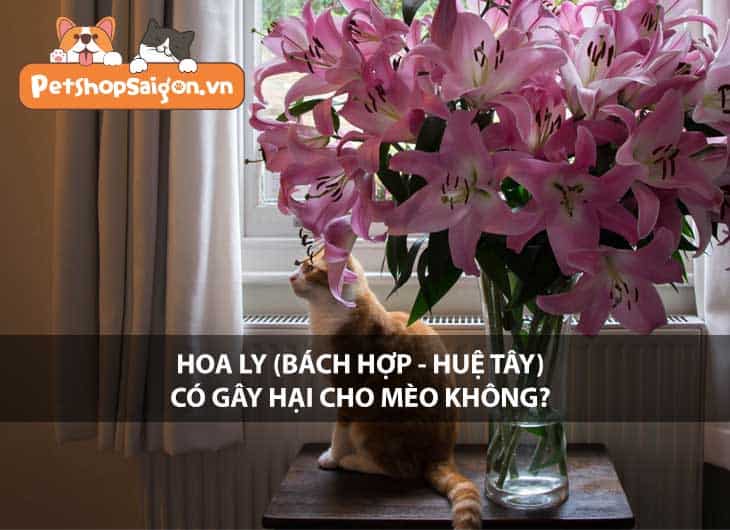 Hoa Ly (Bách Hợp - Huệ Tây) có gây hại cho mèo không?