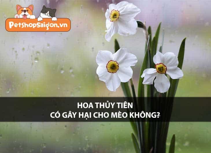 Hoa thủy tiên có gây hại cho mèo không?