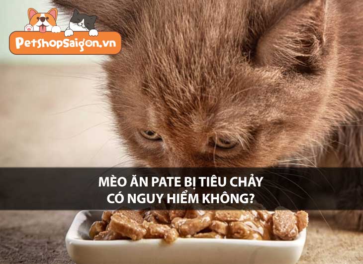 Mèo ăn pate bị tiêu chảy có nguy hiểm không?