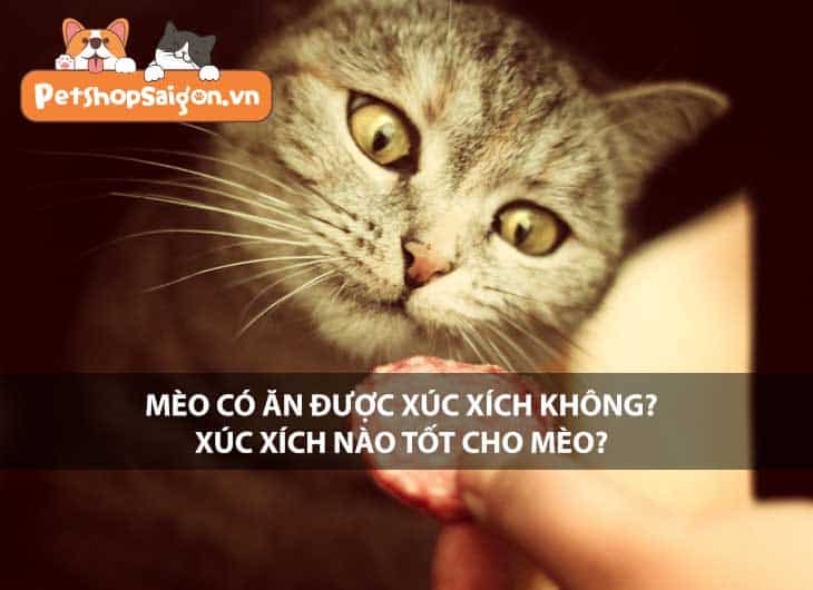 Mèo có ăn được xúc xích không? Xúc xích nào tốt cho mèo?