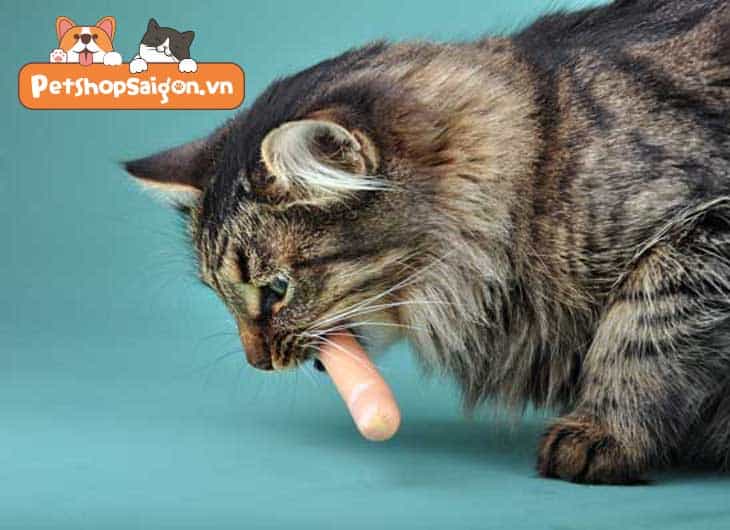 Mèo có ăn được xúc xích không