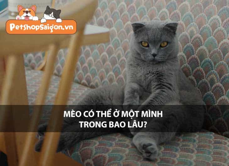 Mèo có thể ở một mình trong bao lâu?