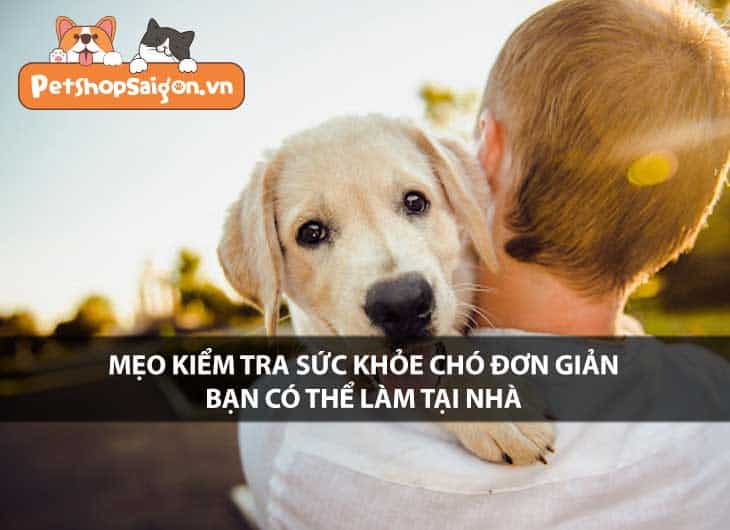 Mẹo kiểm tra sức khoẻ chó đơn giản bạn có thể làm tại nhà