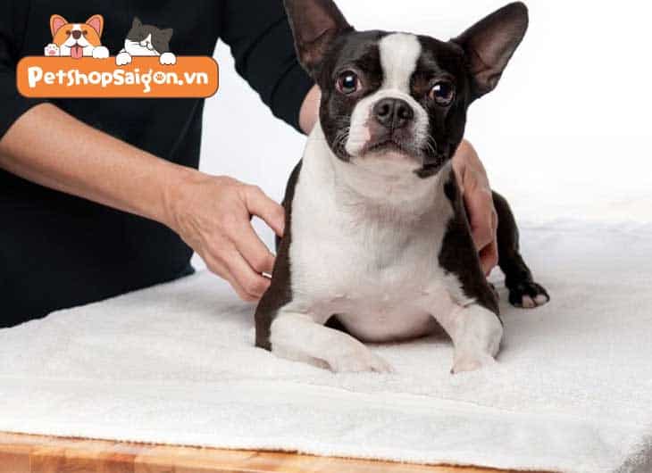 Mẹo kiểm tra sức khoẻ chó đơn giản bạn có thể làm tại nhà