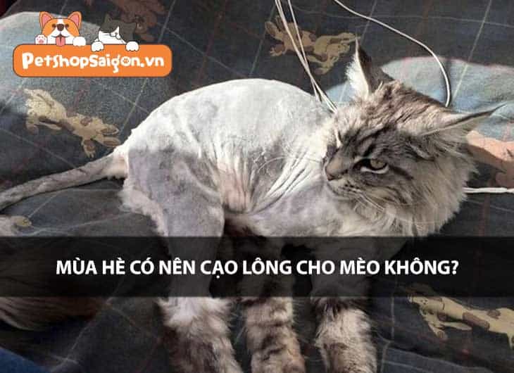 Mùa hè có nên cạo lông cho mèo không?