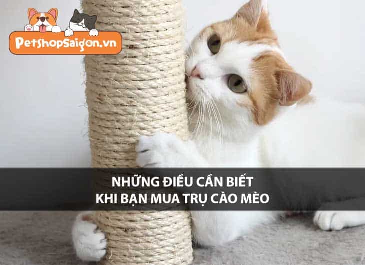 Những điều cần biết khi bạn mua trụ cào mèo