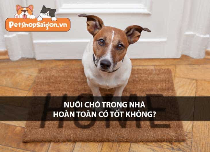 Nuôi chó trong nhà hoàn toàn có tốt không?