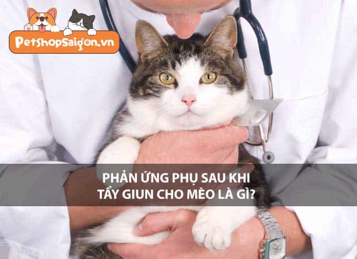 Phản ứng phụ sau khi tẩy giun cho mèo là gì?