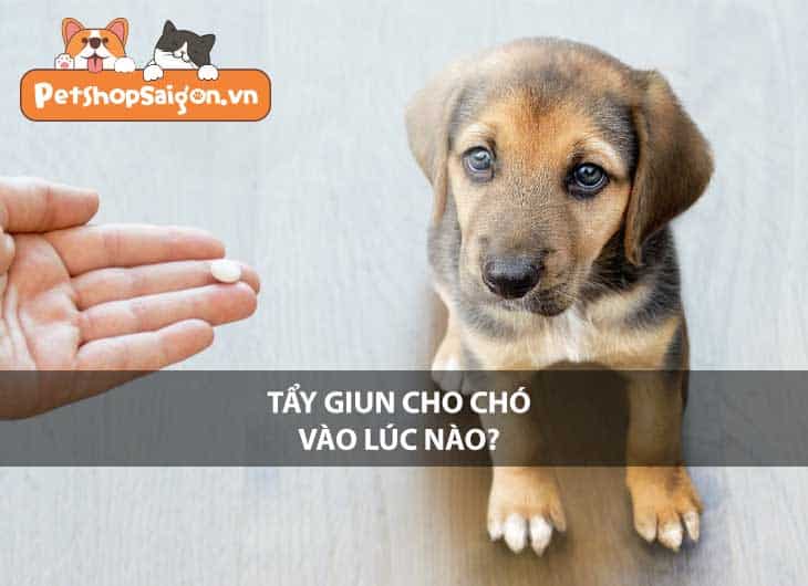 Tẩy giun cho chó vào lúc nào?