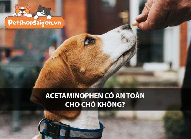 Acetaminophen có an toàn cho chó hay không?