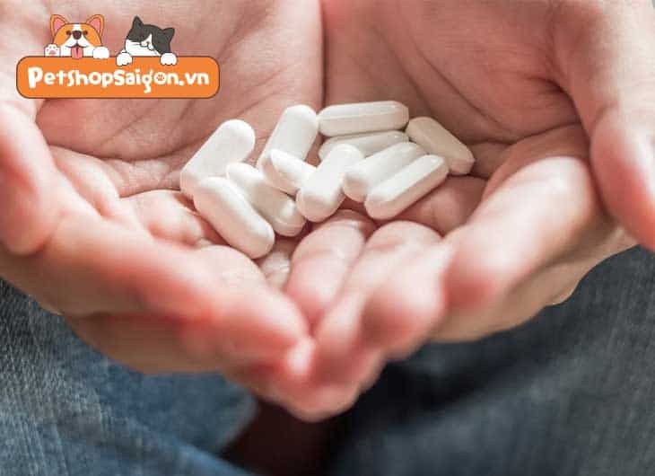 Acetaminophen có an toàn cho chó hay không