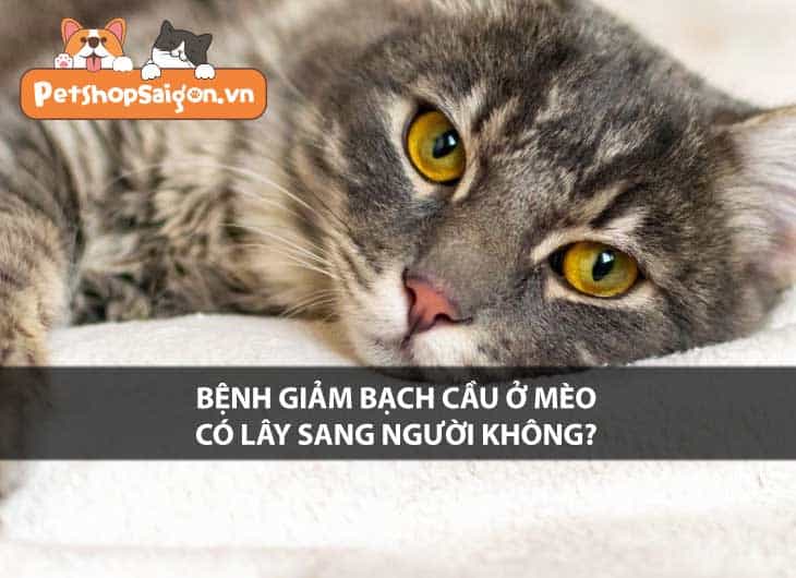 Bệnh giảm bạch cầu ở mèo có lây sang người không?