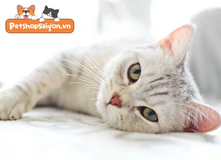 Bệnh giảm bạch cầu ở mèo có lây sang người không
